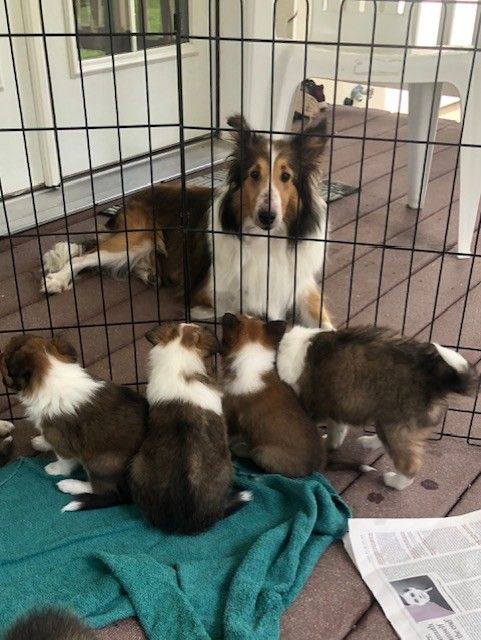 AKC Registered Sable & White Sheltie Puppies - 3 Girls, 5 Boys, 5 Weeks Old
