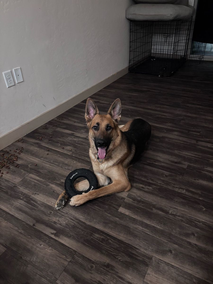 german shepard