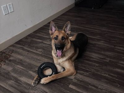 german shepard