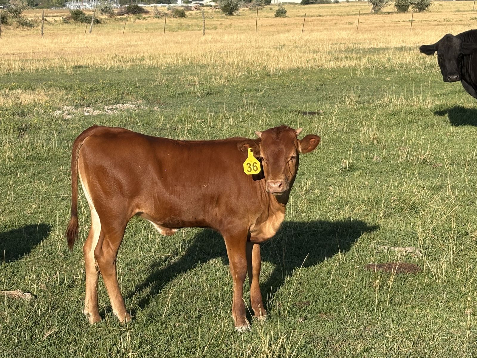 Corriente/Longhorn heifer