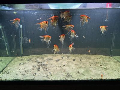 Beautiful Red devil Angelfish - Large School (15) - Freshwater Aquarium Fish