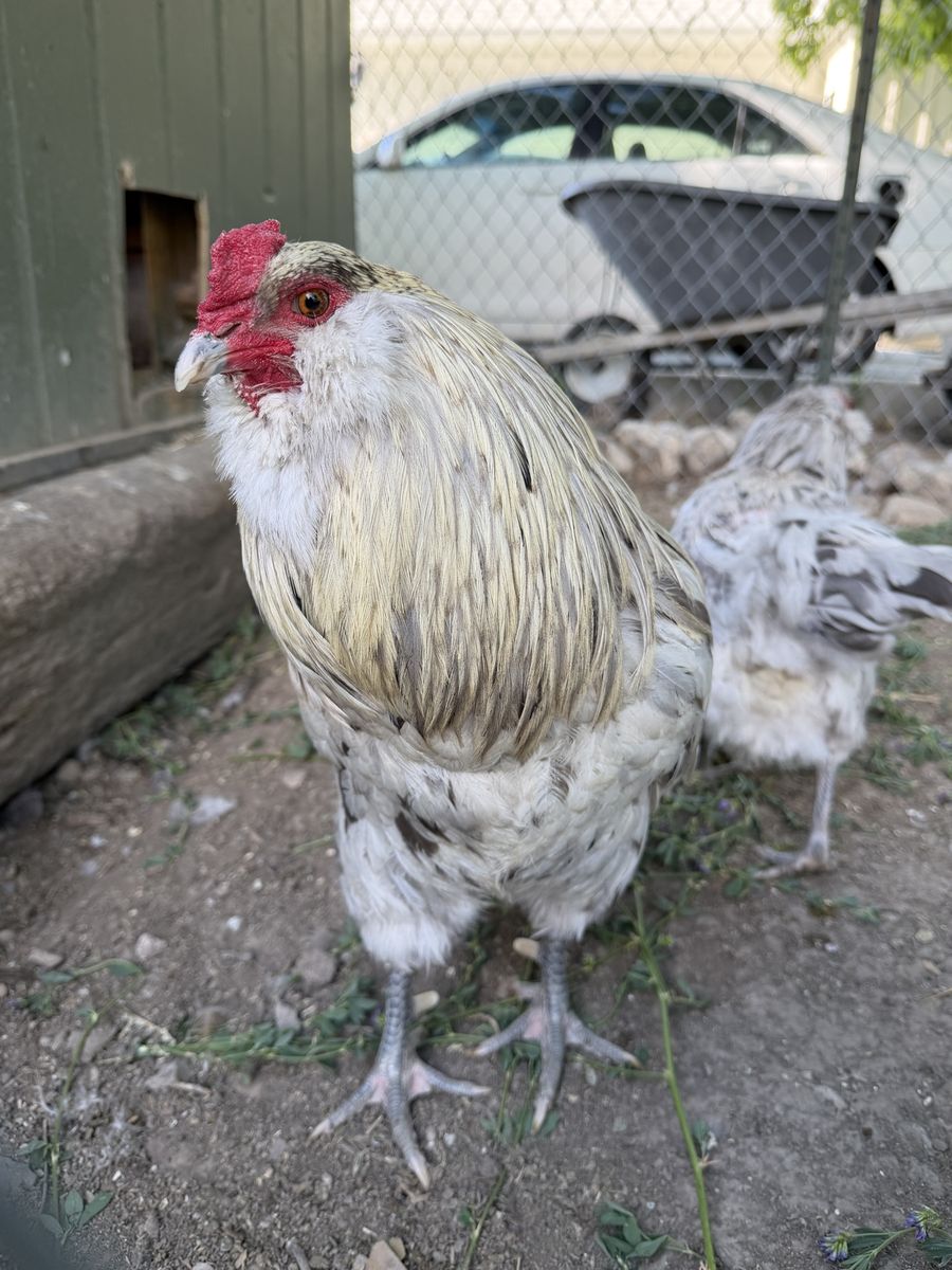 Americana Roosters