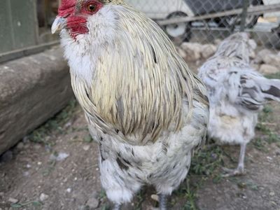 Americana Roosters