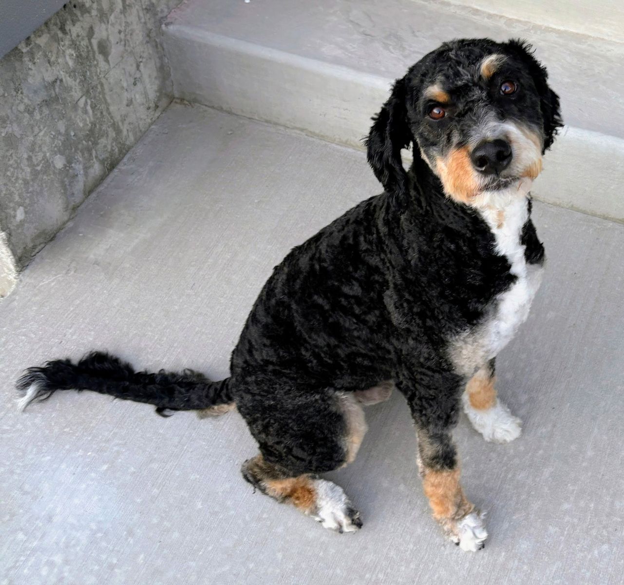 Bernedoodle /Aussiedoodle