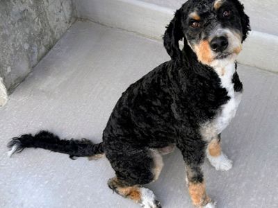 Bernedoodle /Aussiedoodle