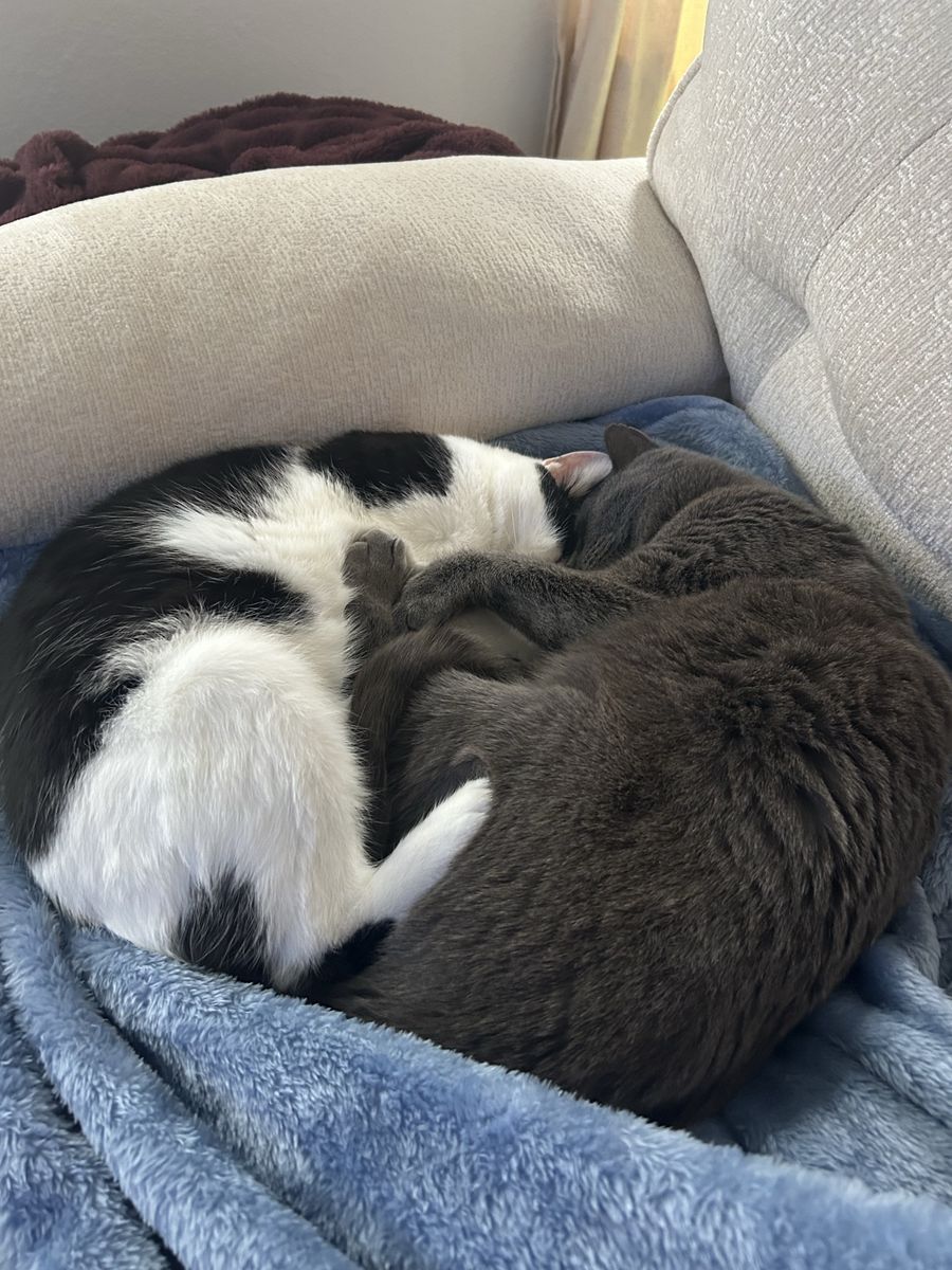 Two Sweet Cats looking to be Re-Homed