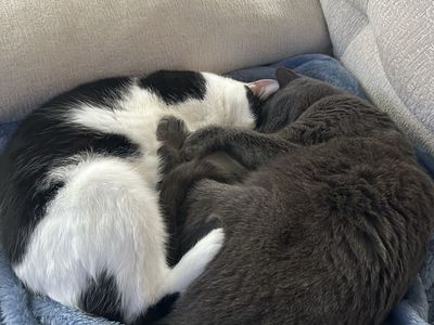 Two Sweet Cats looking to be Re-Homed