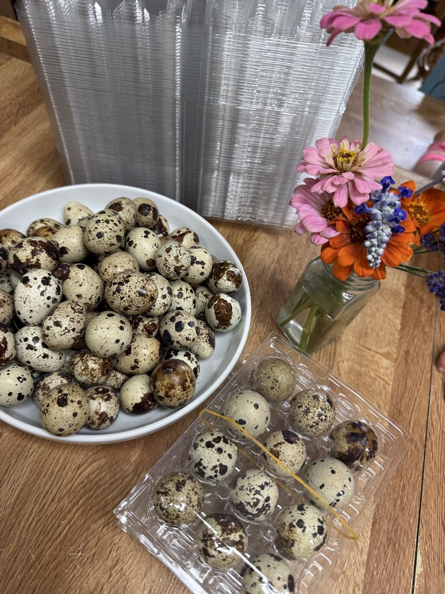 Quail eggs