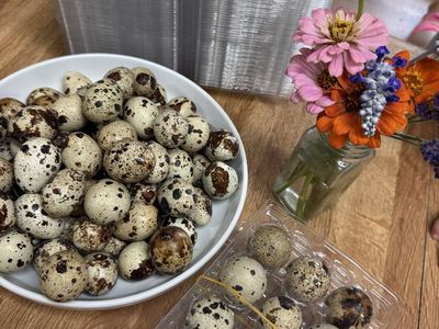 Quail eggs