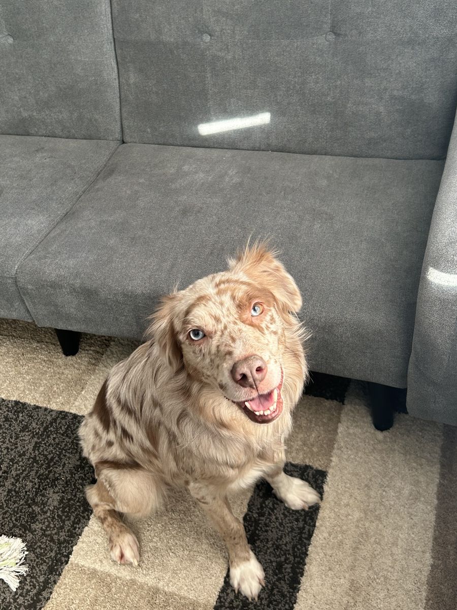 Australian shepherd (dog for sale)
