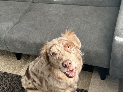 Australian shepherd (dog for sale)