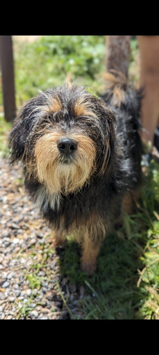 doggy in need of a good home