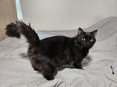 Female Indoor Cat ️