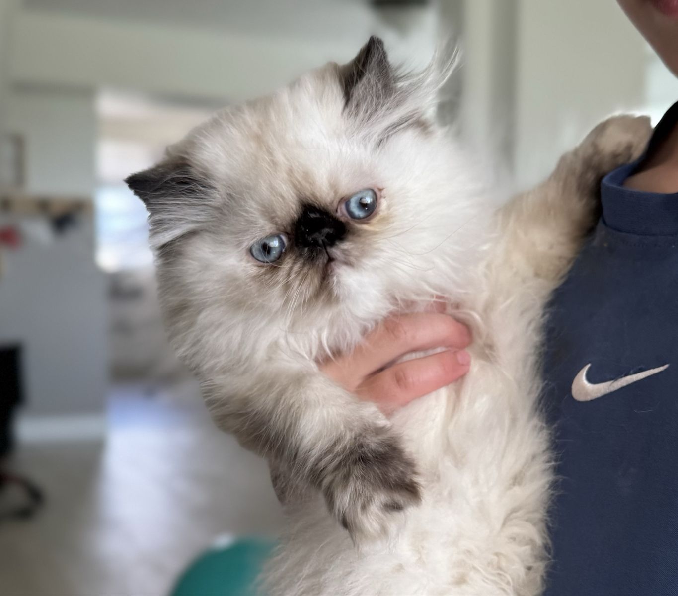 Beautiful Purebred Persian Kitten