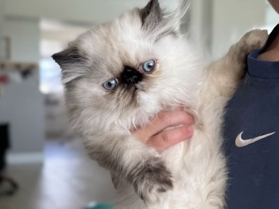 Beautiful Purebred Persian Kitten
