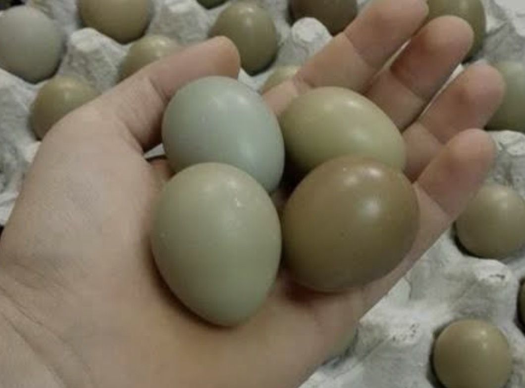 Pheasant eggs fertile