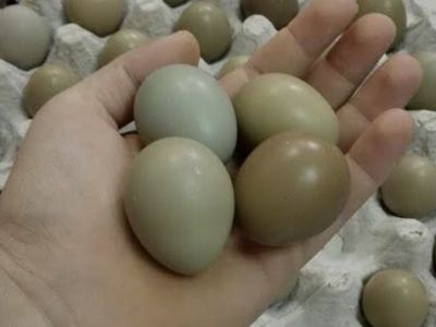 Pheasant eggs fertile