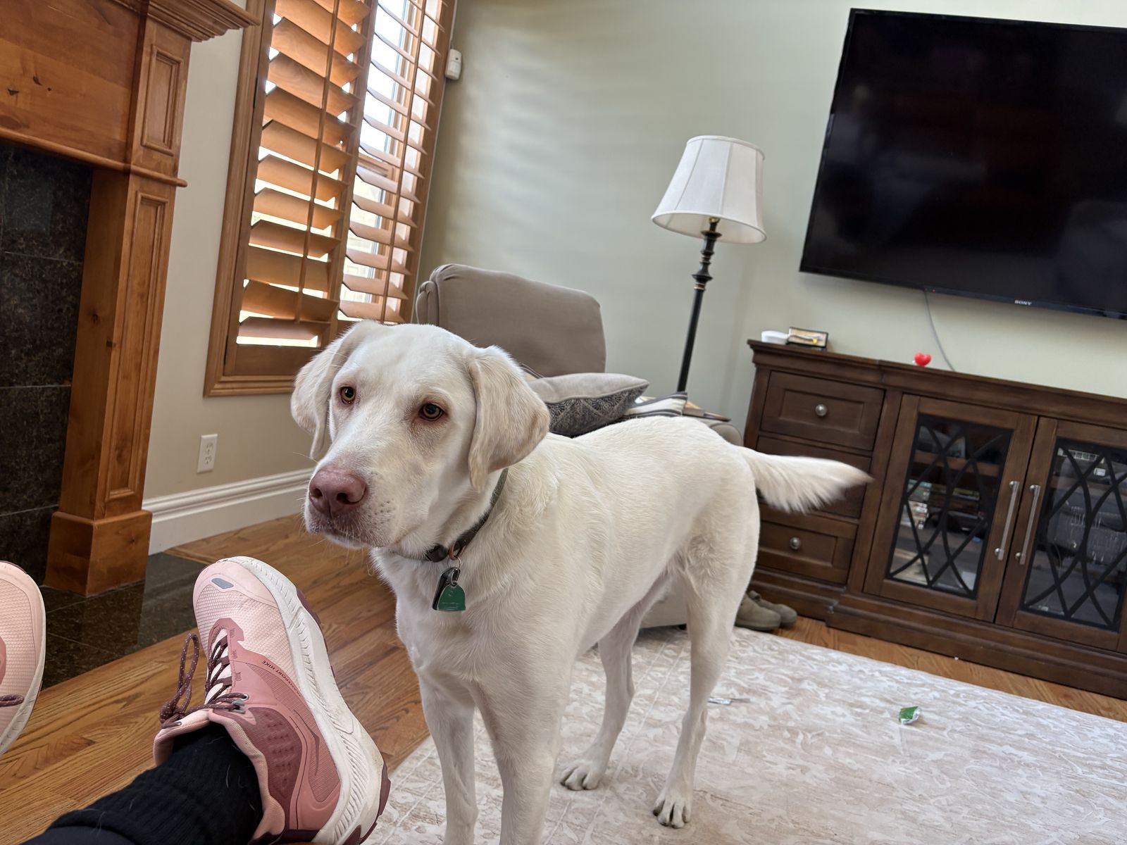 White Male Laborador