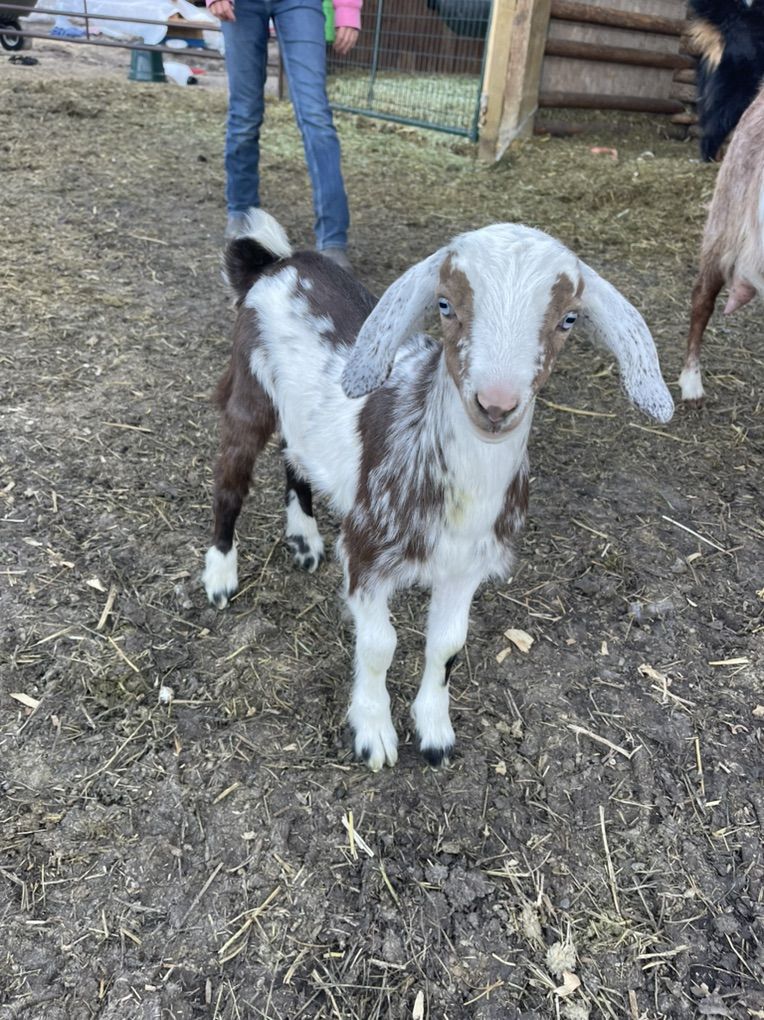 Mini Nubian buckling