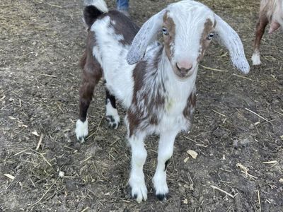 Mini Nubian buckling