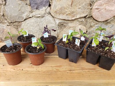 Unique Varieties of Basil