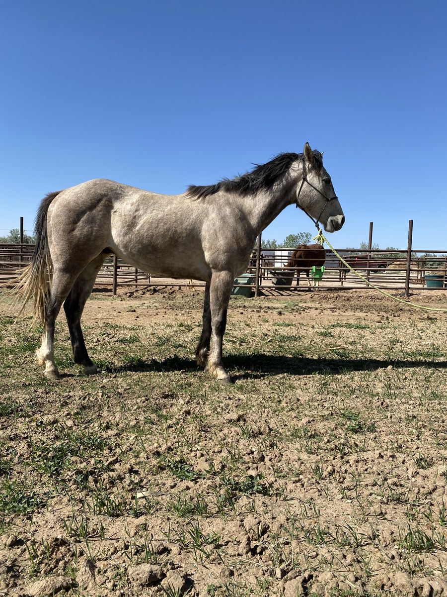 3 Year old AQHA Gelding