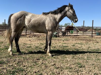 3 Year old AQHA Gelding