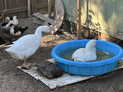 White Embden geese