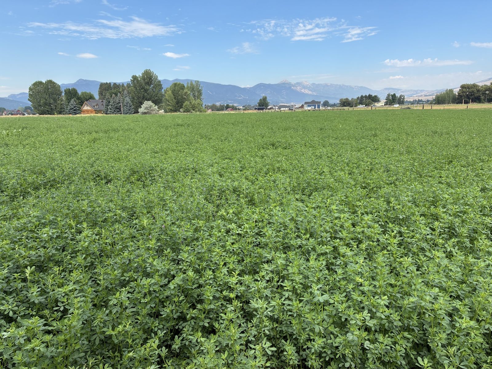 Alfalfa 2nd crop located in Huntsville UT