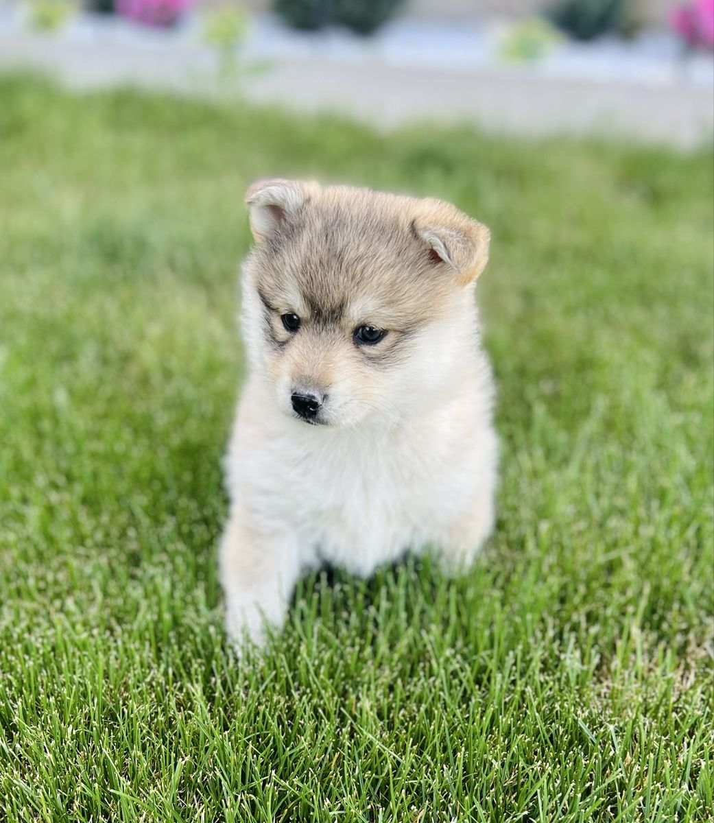 Pomsky Pups