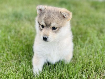 Pomsky Pups
