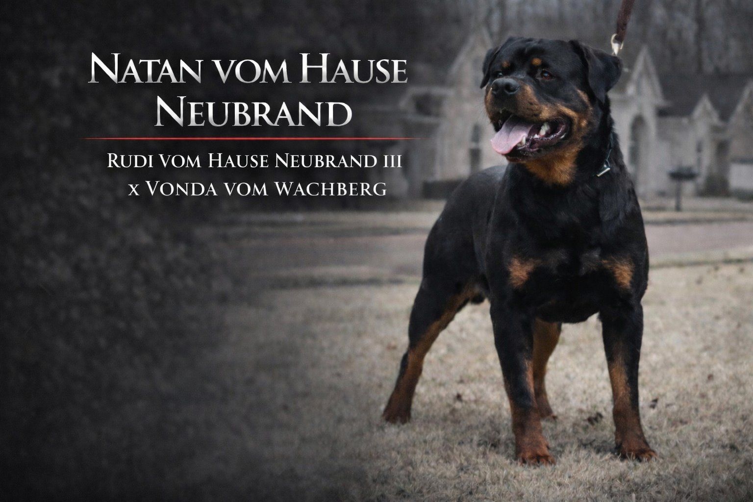 #1 Rated AKC German Rottweiler Puppies