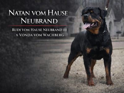 #1 Rated AKC German Rottweiler Puppies