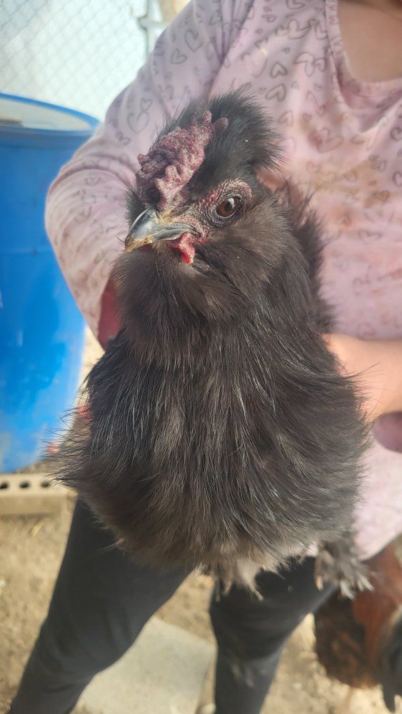 our rooster silkie shadow