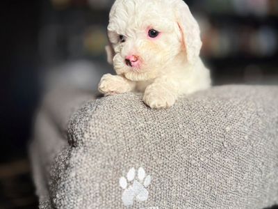 Darling Tiny Cavapoo Baby Girls