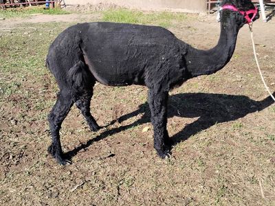 Alpacas for sale (huacayas)