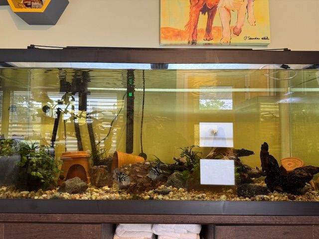 75 & 35 gallon fish tank setups