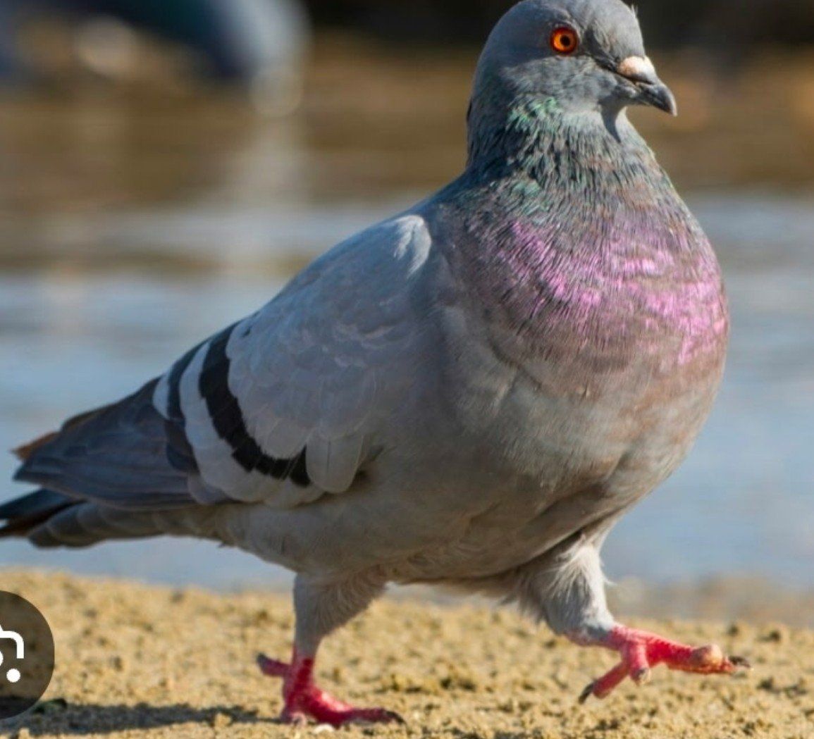 Feral Pigeons for dog Training etc