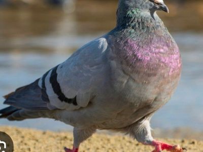 Feral Pigeons for dog Training etc