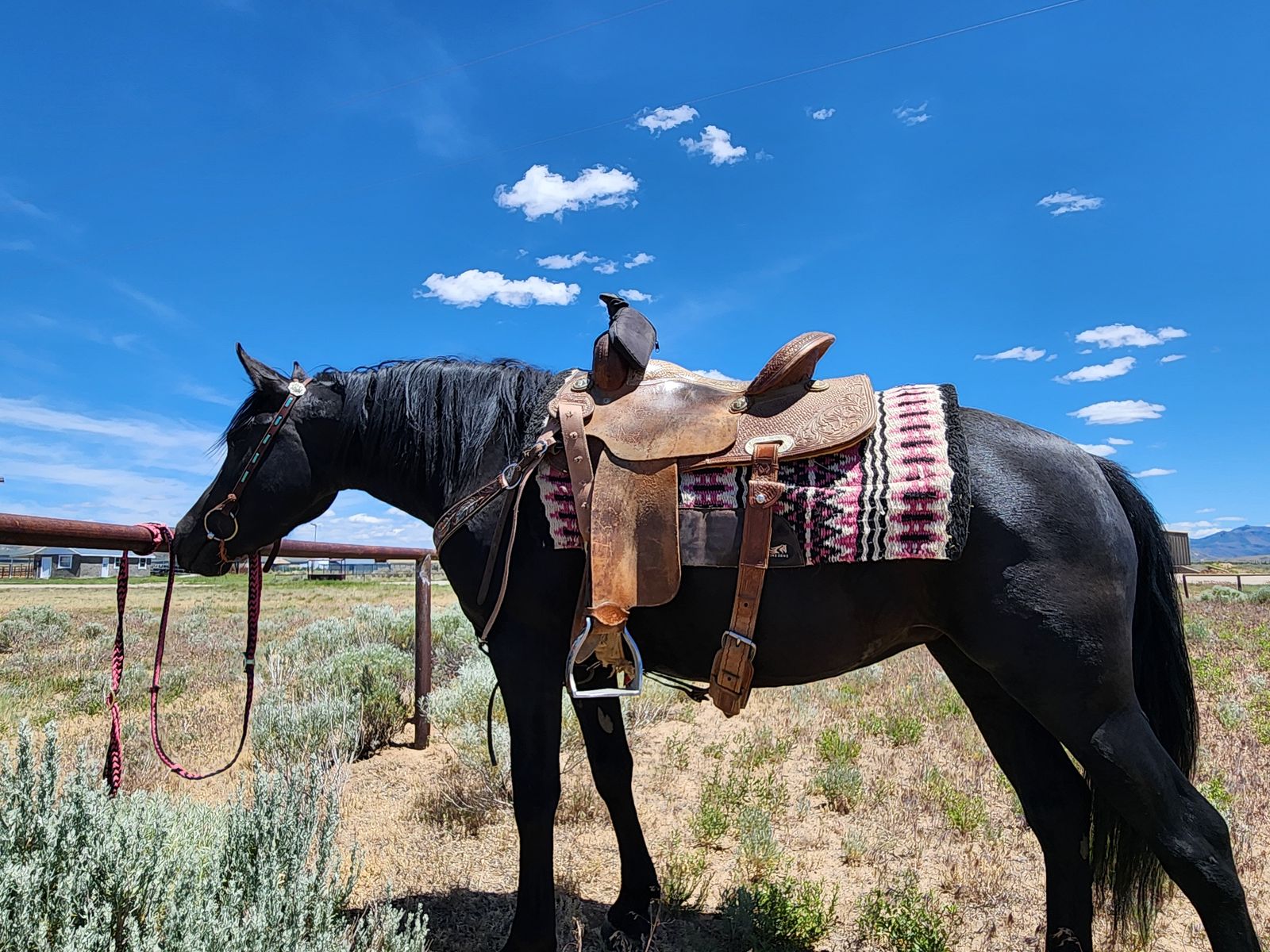 > Nice 4 year Old Family Mare