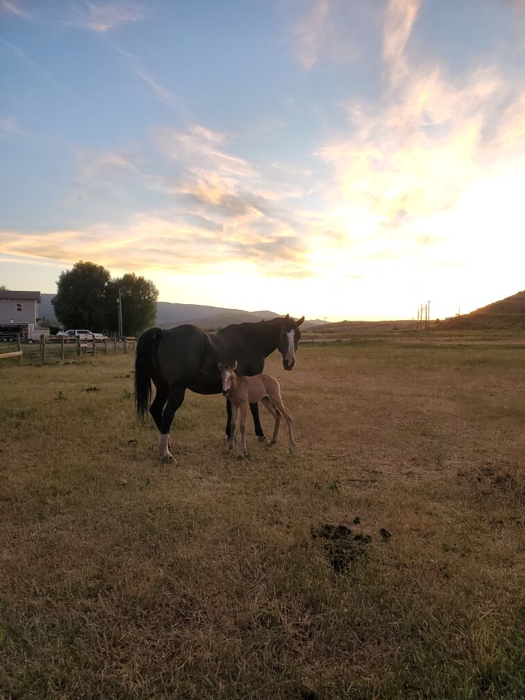 Grade 10yr old QH mare