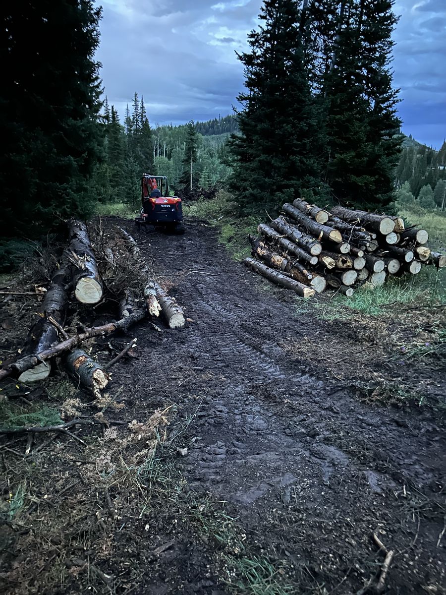 Free wood - aspen and pine