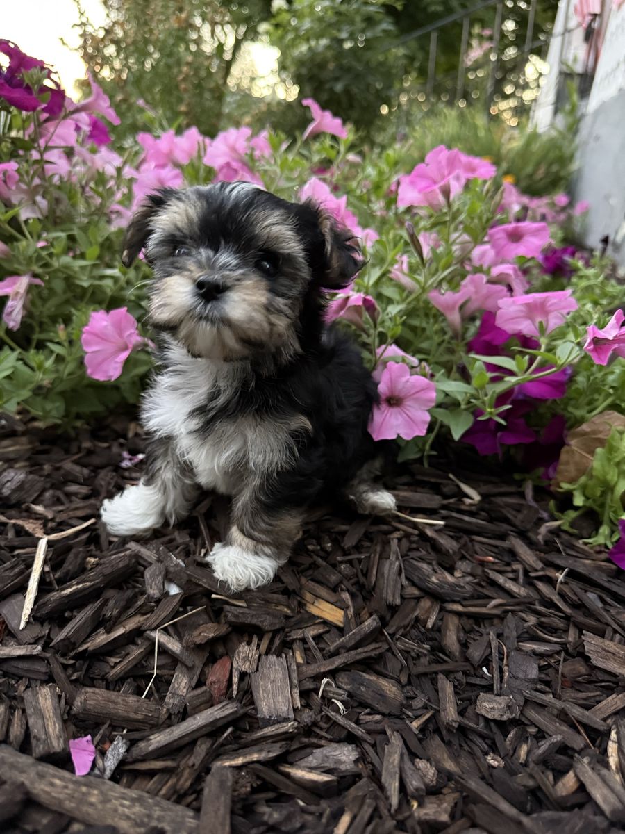 Shorkie Yorkie Shitzu puppy