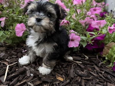 Shorkie Yorkie Shitzu puppy