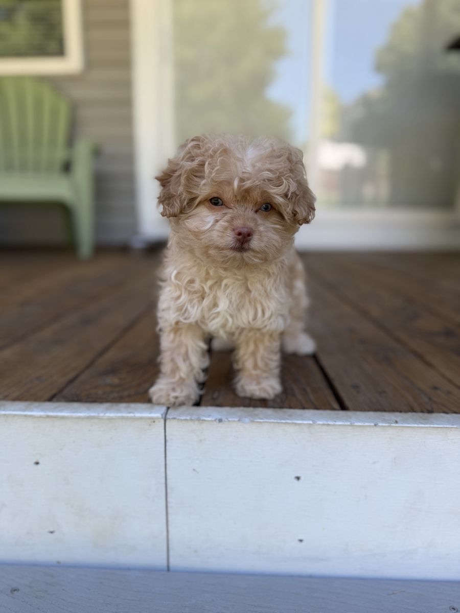 Darling Tea-Cup Teenie-Tiny Maltipoo Puppy 