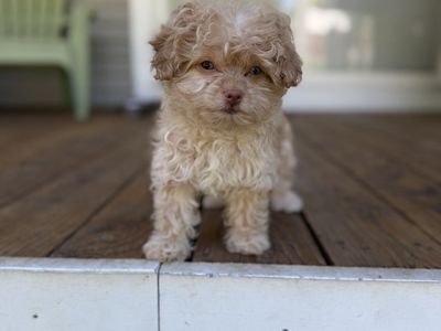 Darling Tea-Cup Teenie-Tiny Maltipoo Puppy