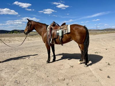 2015 BAY QH Mare