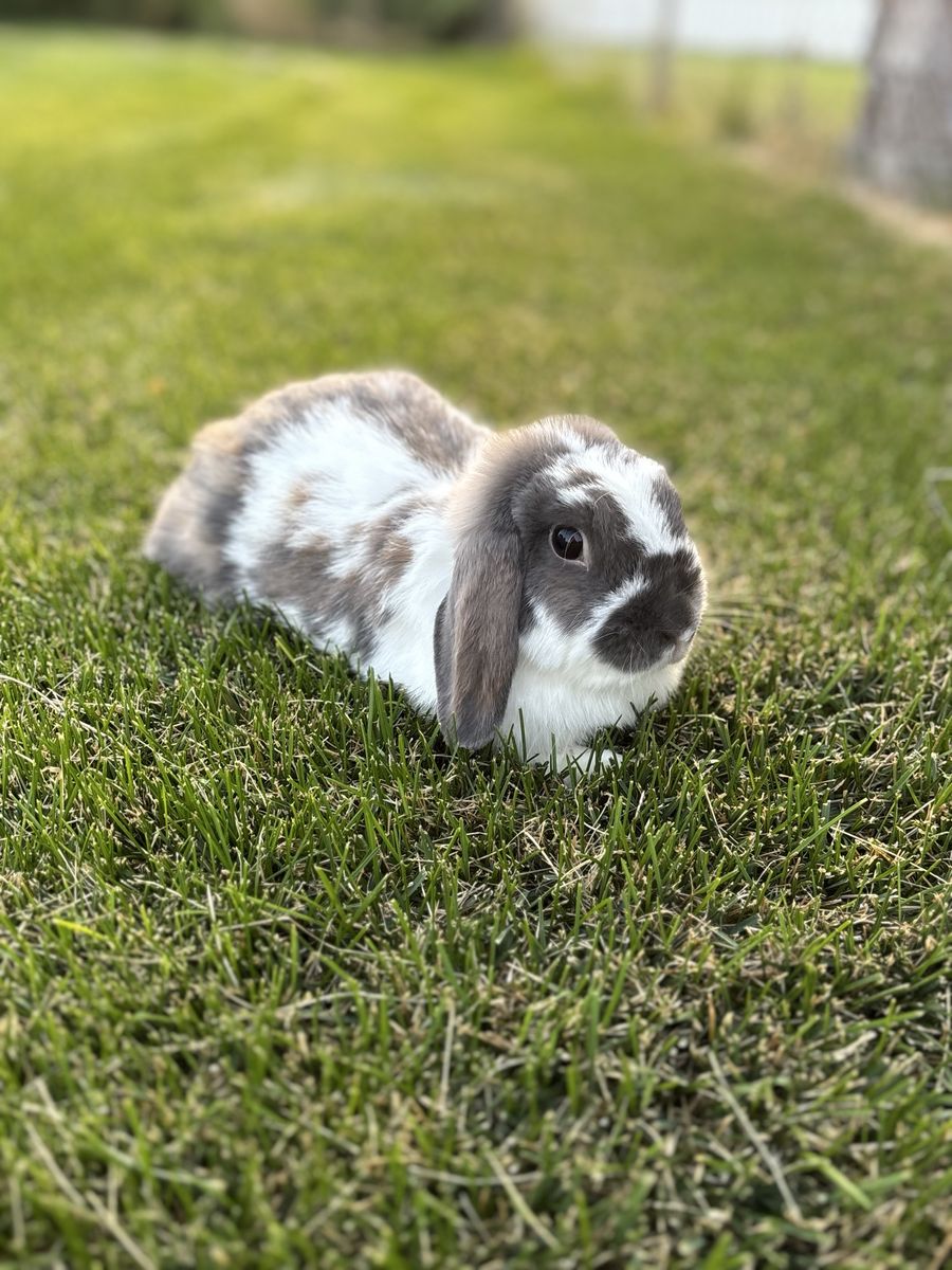 Proven Holland Lop Doe - Bunny Pedigreed