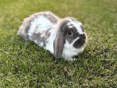 Proven Holland Lop Doe - Bunny Pedigreed