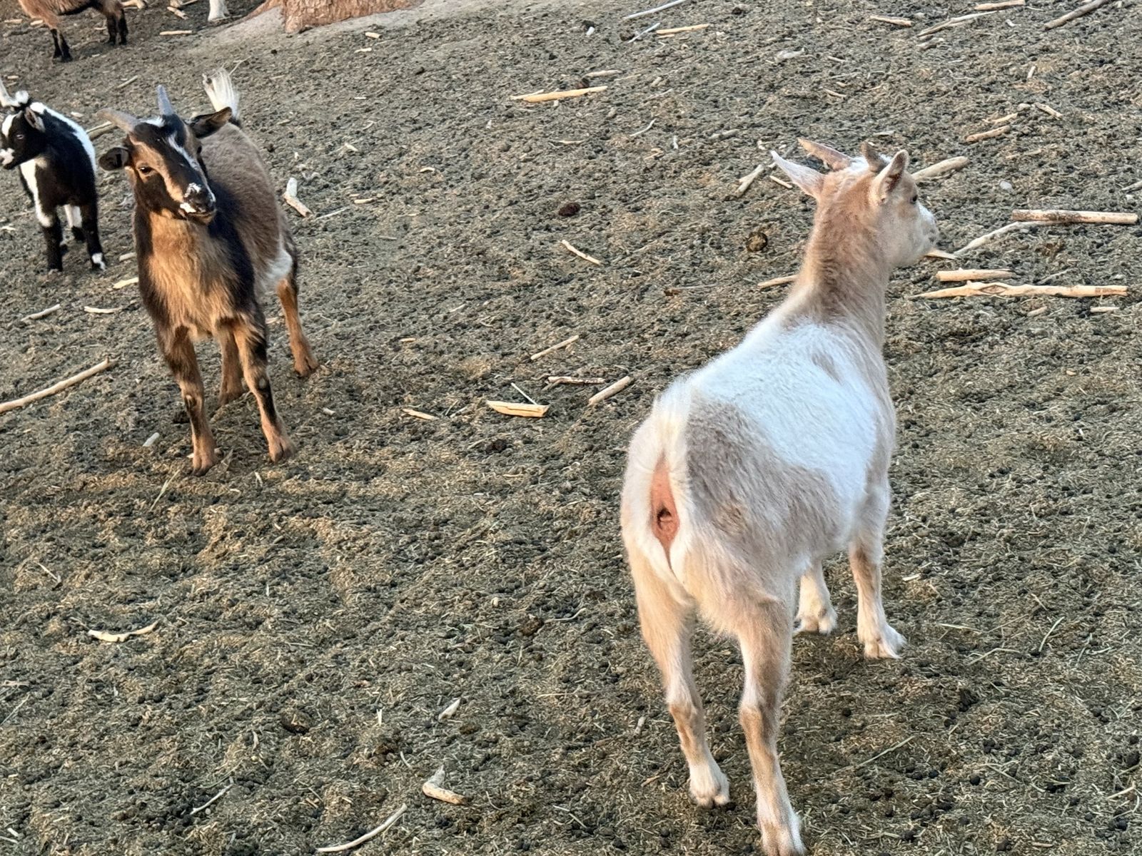 2 — 1 year old wethers for sale